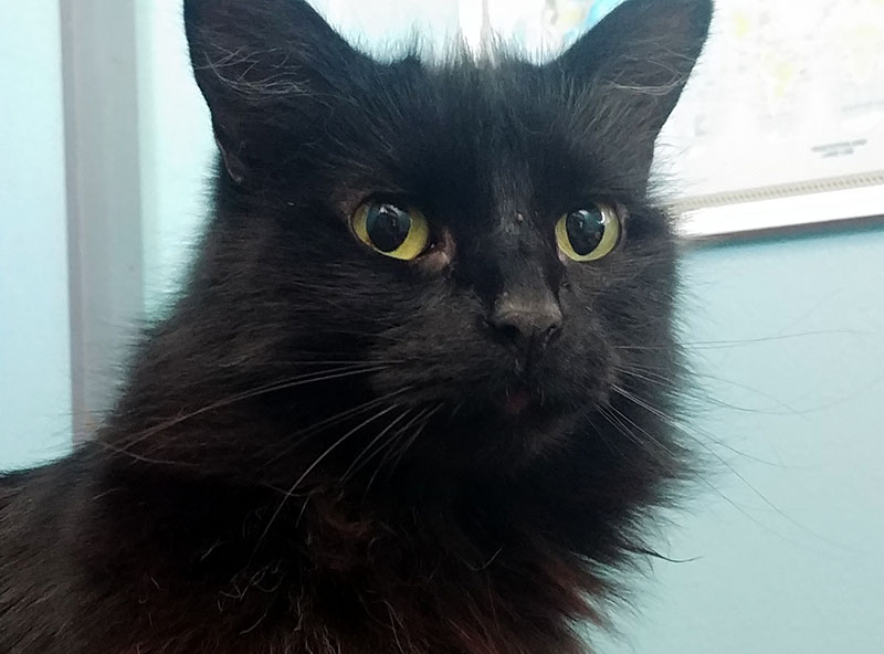 Photo of a black cat named Tina